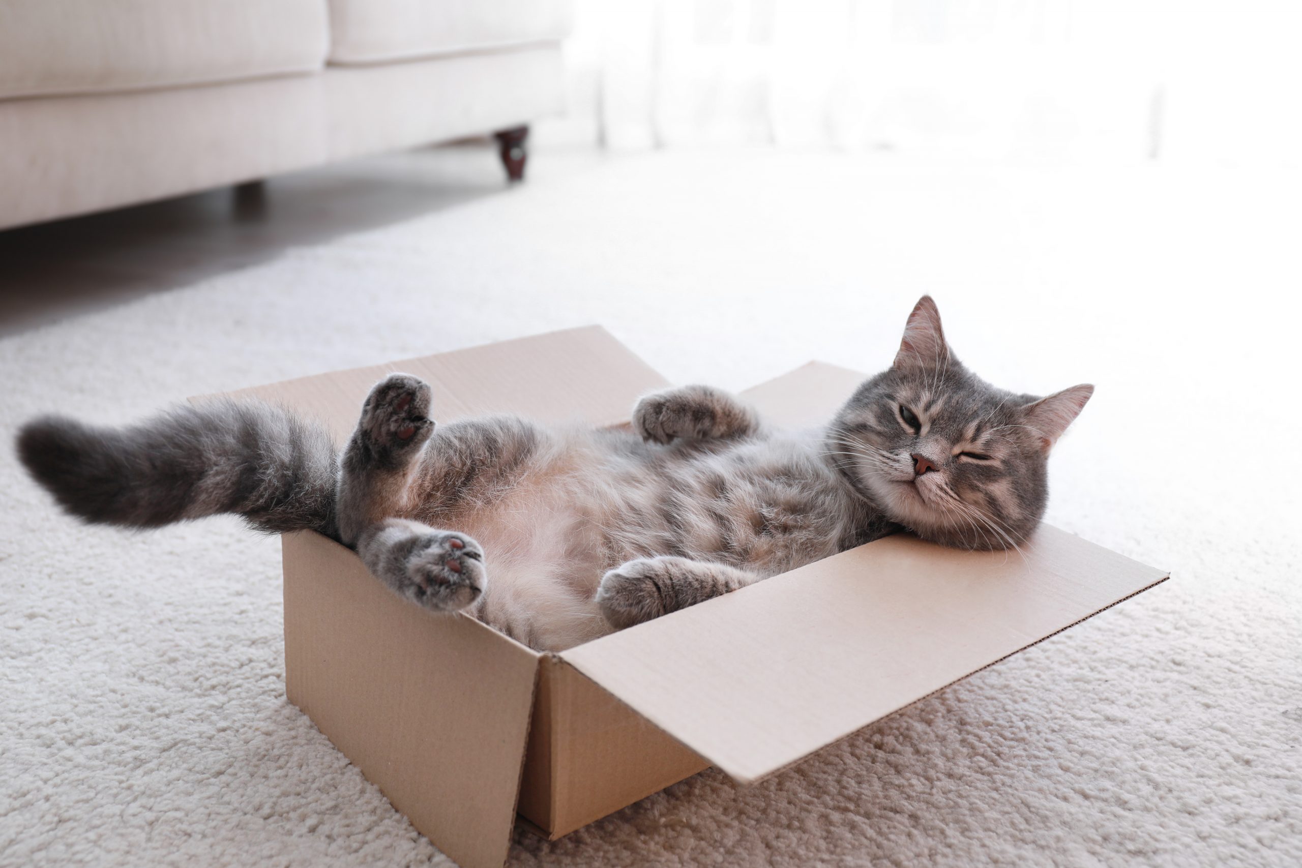 A happy cat sleeping in a box